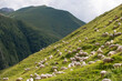 Herds of sheep graze on the slopes of the mountains.
