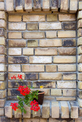 red geranium in a clay pot on a brick wall