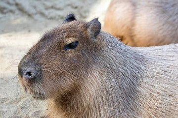 Wall Mural - The closeup image of Capybara (Hydrochoerus hydrochaeris).
It is a giant cavy rodent native to South America. It is the largest living rodent.
 It is a highly social species.