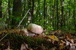 The Charcoal Burner Russula cyanoxantha is an edible mushroom , stacked macro photo