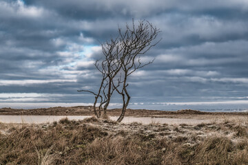 Wall Mural - Wetlands on the wadden sea island Fanoe fanø with Esbjerg industrial harbor in Denmark