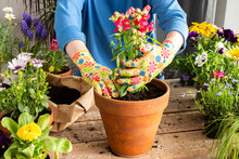 Spring Decoration Of A Home Balcony Or Terrace With Flowers, Woman Transplanting A Flower Antirrhinum Into A Clay Pot, Home Gardening And Hobbies, Biophilic Design
