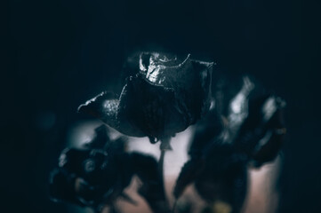 Wall Mural - Dried black roses, bunch of beautiful faded flowers on dark background