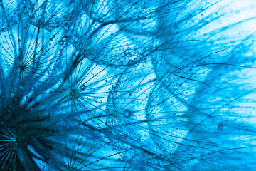 Wall Mural - close up of dandelion on the blue background