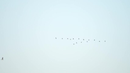 close up bird flock flying on sky background of slow motion
