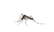 Tiger Mosquito Isolated On White Background, Aedes Albopictus 