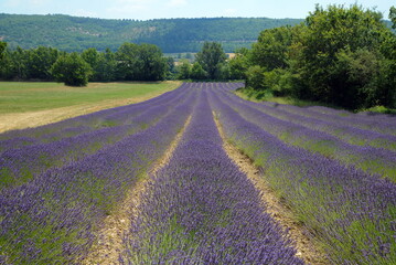 Poster - Lavendelfeld auf dem Plateau de Sault,Provence