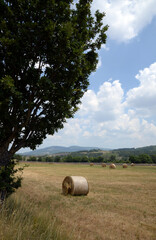 Canvas Print - Rundballen auf dem Plateau de Sault, Provence