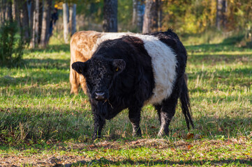 
Two belted Galloway cows (black one and red one) grazing in forest of Gauja National park on sunny autumn day
