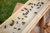 Fototapeta Tęcza - Pszczoły miodne na ramce ula