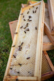 Fototapeta Tęcza - Pszczoły miodne na ramce ula