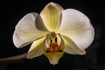 Blooming white orchid isolated flower phalaenopsis, phalaenopsis or falah   dark black background Close up macro backlight sun yellow