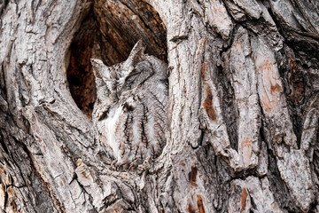 Eastern Screech Owl - Colorado
