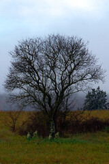 dry trees always show us resilience and strength to start over