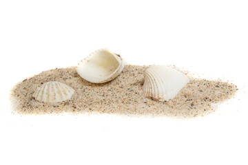 shells of sea snail on sand on a white isolated background