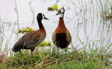 Two White-faced Whistling Ducks (Dendrocygna Viduata) Standing By The Water
