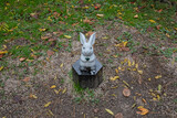 Fototapeta Sawanna - Rabbit sculptures at Izumo Grand Shrine, Shimane, Japan