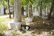 Cat In The Cemetery