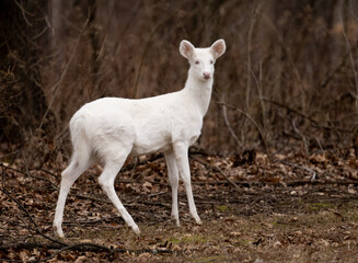 Wall Mural - Albino whitetail deer doe