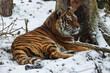 Siberian tiger (Panthera tigris tigris) lying down resting with snowfall