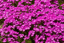 Pink Creeping Phlox Flowers In Springtime In Newport, New Hampshire.