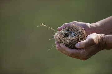 Detail of hands holding an empty bird's nest fallen from a tree. Concept nature, birds, eggs, nest. Selective focus on the nest.