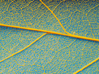 Wall Mural - leaf texture, leaf background with veins and cells - macro photography