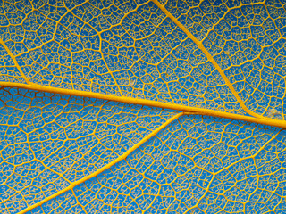 Wall Mural - leaf texture, leaf background with veins and cells - macro photography