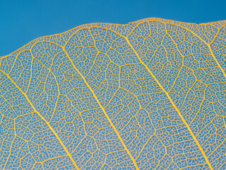 Wall Mural - leaf texture, leaf background with veins and cells - macro photography