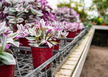 Potted Tradescantia Nanouk, Also Known As Fantasy Venice, Shown On A Table In A Greenhouse.  In The Background Are Other Plants At The Greenhouse.