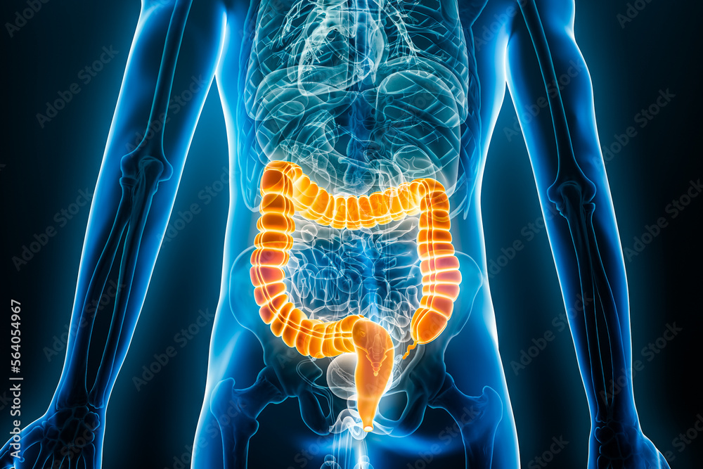 Colon 4k Xray posterior or back view of large intestine or colon 3D rendering ...