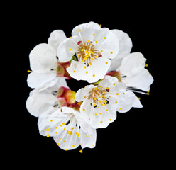 Sticker - Spring white flowers apricots isolated on black background.