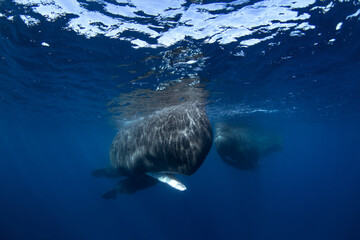 Wall Mural - Sperm whale in the Indian ocean. Group of whales in water. The largest predator on the earth. Marine life 