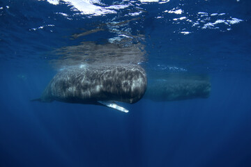 Wall Mural - Sperm whale in the Indian ocean. Group of whales in water. The largest predator on the earth. Marine life 