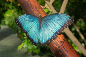 Wall Mural - vibrant blue butterfly is perched on a wooden fence post in the garden