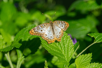 Wall Mural - vibrant butterfly is perched on a green leaf on a sunny day in the garden