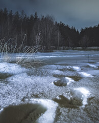 Winter night landscape in a coniferous forest with fir and pine trees and footprints in the snow in the foreground, forest edge in winter