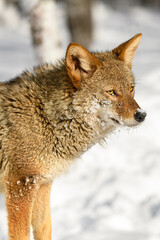  Coyote (Canis latrans) Looks Right in Snow Winter
