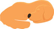 Golden retriever sleeping icon cartoon vector. Puppy dog. Animal pet