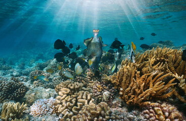 Wall Mural - Various tropical fish on a coral reef with sunlight underwater, Pacific ocean, French Polynesia