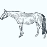 Fototapeta Konie - Vintage hand drawn sketch Irish sport horse