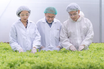 Senior scientist and worker farmer checking lettuce vegetable hydroponics in lab. Asian man preparing to harvest organic plant. industry of agriculture. Young man taking lettuce from growing tray.