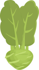 Poster - Cabbage kohlrabi icon cartoon vector. Natural plant. Vegetable organic
