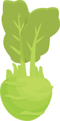 Wall Mural - Fresh kohlrabi icon cartoon vector. Healthy vegetable. Organic plant