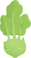 Poster - Farm kohlrabi icon cartoon vector. Healthy food. Organic garden