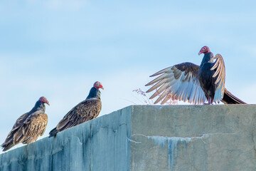 Wall Mural - A trio of turkey vultures perched on the edge of Fort Zachary Taylor in Key West Florida. 
