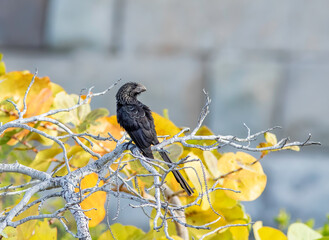 Wall Mural - smooth-billed ani perched on a sea grape branch in the Florida Keys 