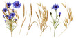 Watercolor wild flowers blue cornflowers and wheat sprouts spikelets.Composition of wild flowers on a white background. High quality illustration