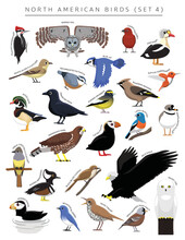 North American Birds Set Cartoon Vector Character 4