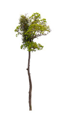 Wall Mural - Isolated single tree greenery botanical